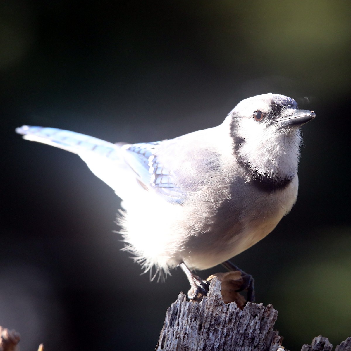 Blue Jay - Kevin Munro Smith