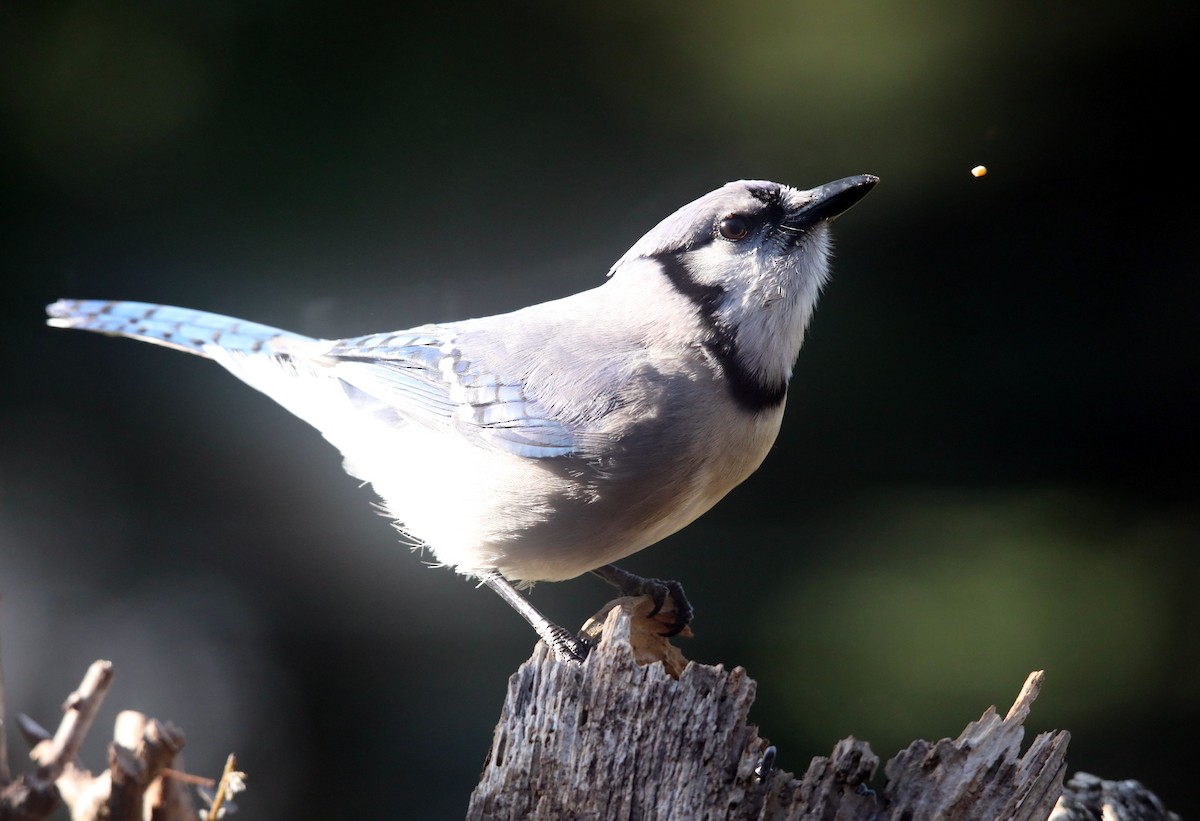 Blue Jay - Kevin Munro Smith