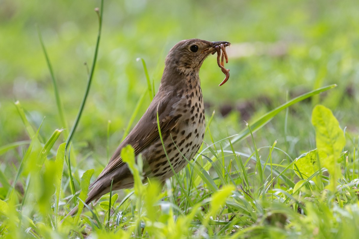 Song Thrush - ML622624099