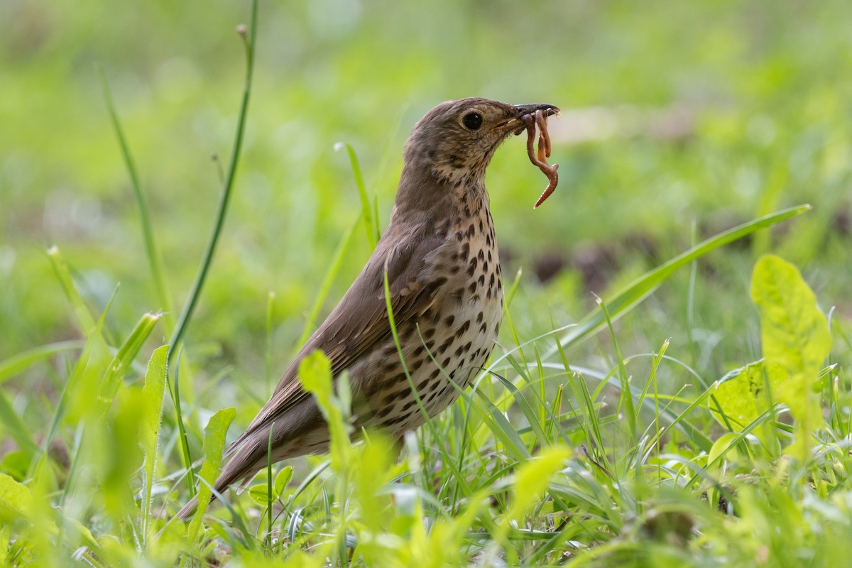 Song Thrush - ML622624100