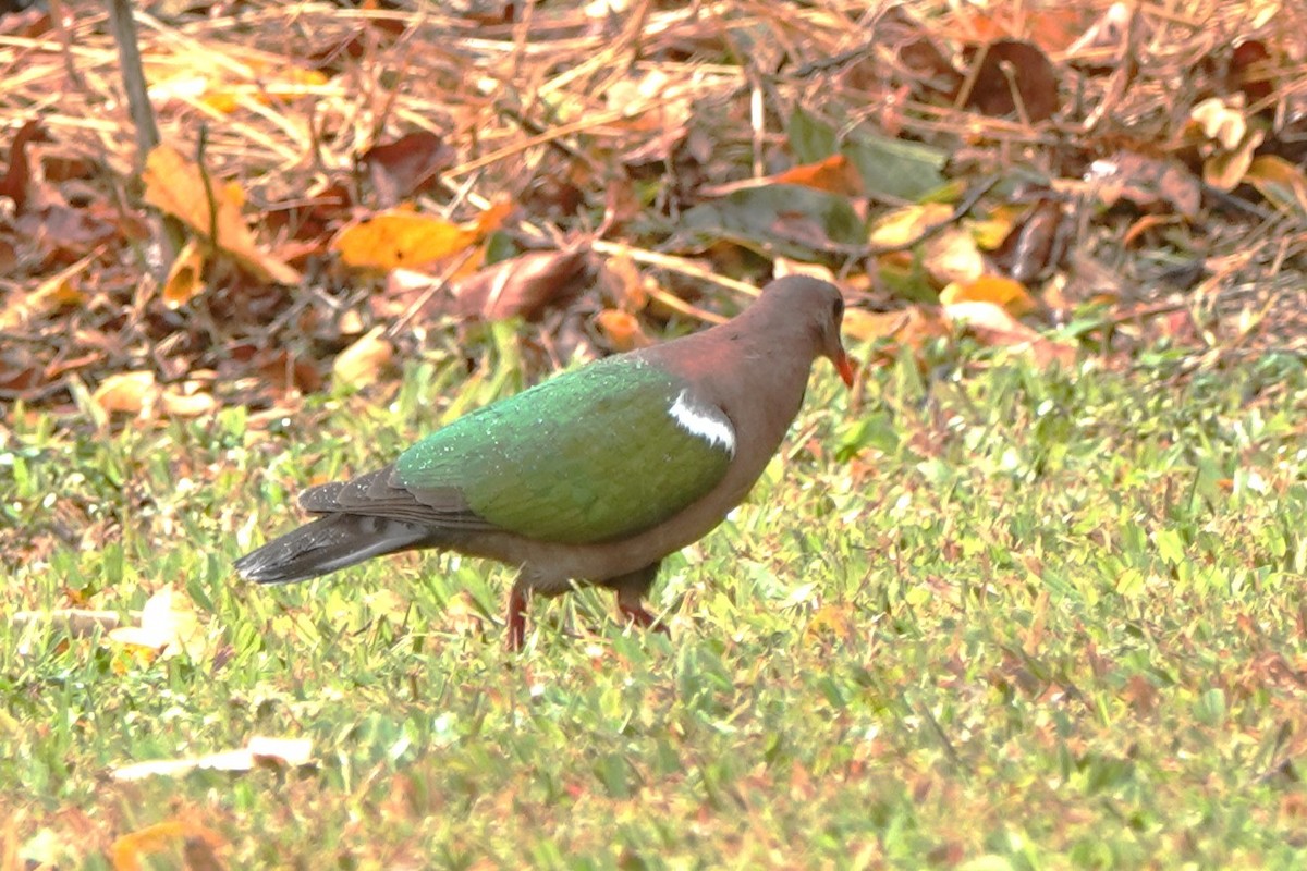 Pacific Emerald Dove - ML622624104