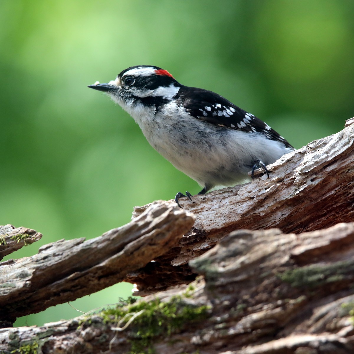 Downy Woodpecker - ML622624170