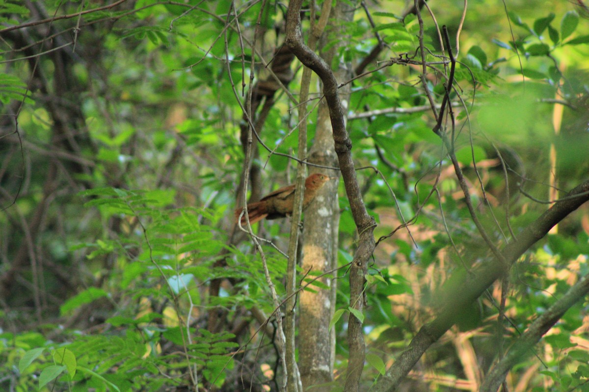 Chestnut-capped Foliage-gleaner - ML622624213