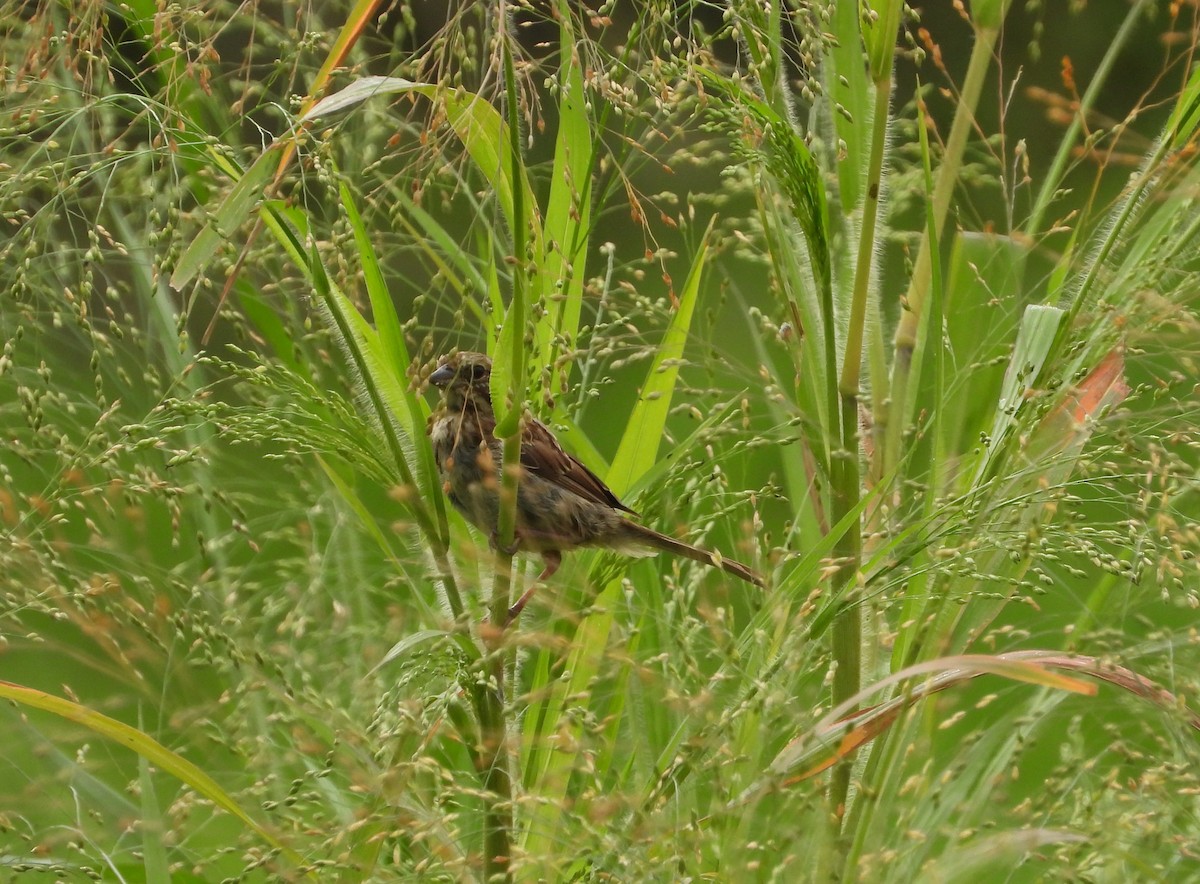 Song Sparrow - ML622624380