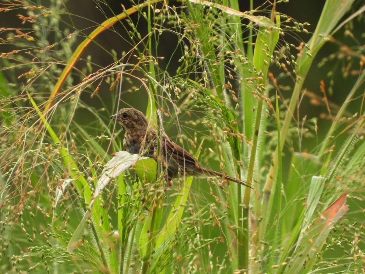 Song Sparrow - ML622624381