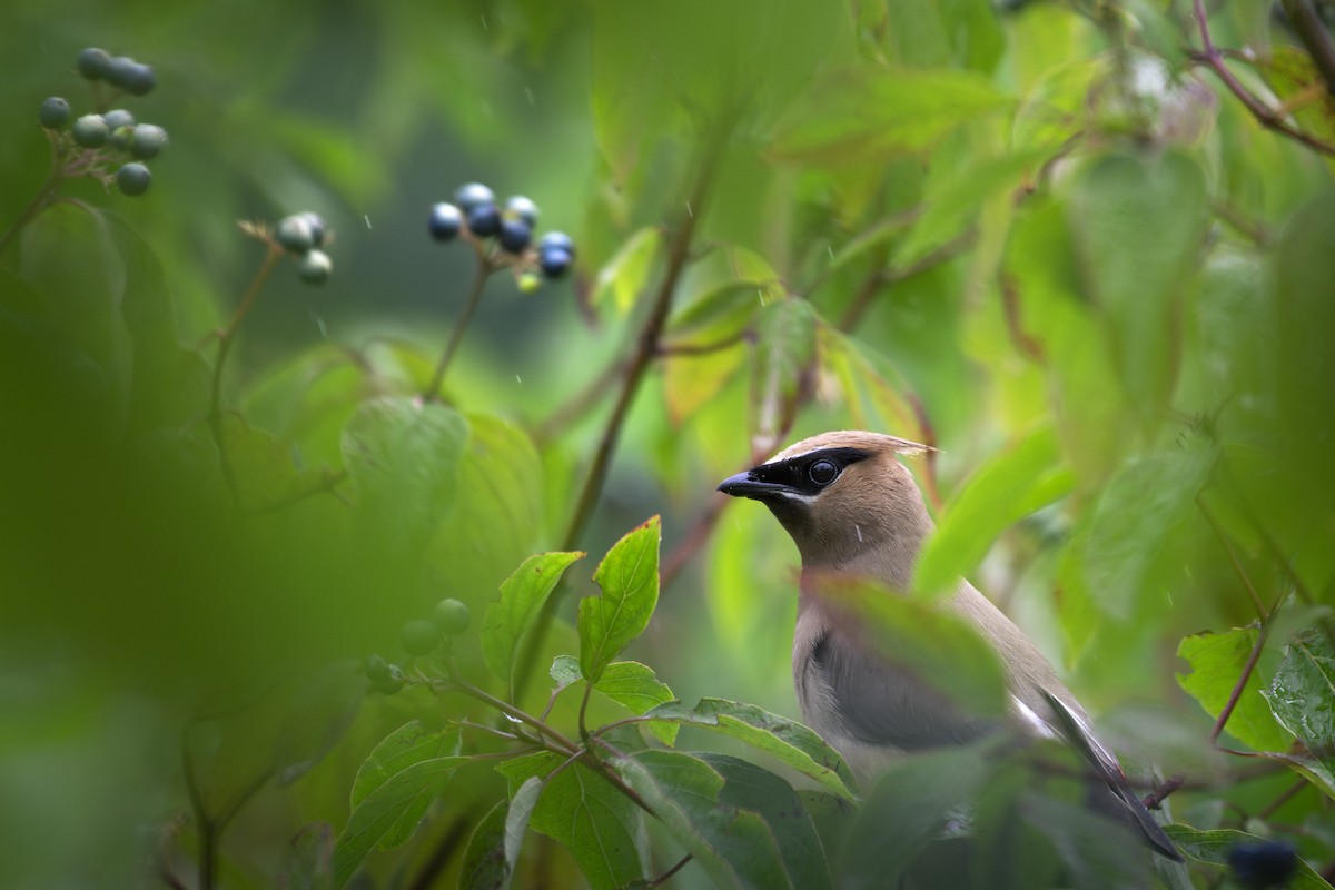 Cedar Waxwing - ML622624383