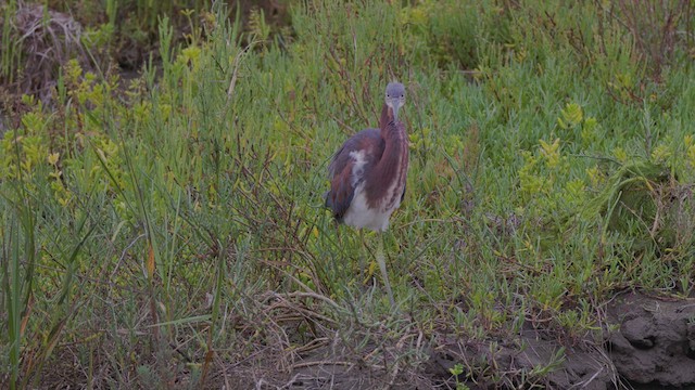 Tricolored Heron - ML622624387