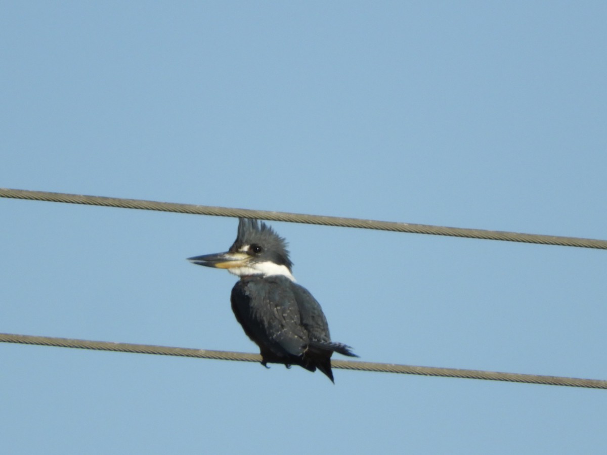 Ringed Kingfisher - ML622624499