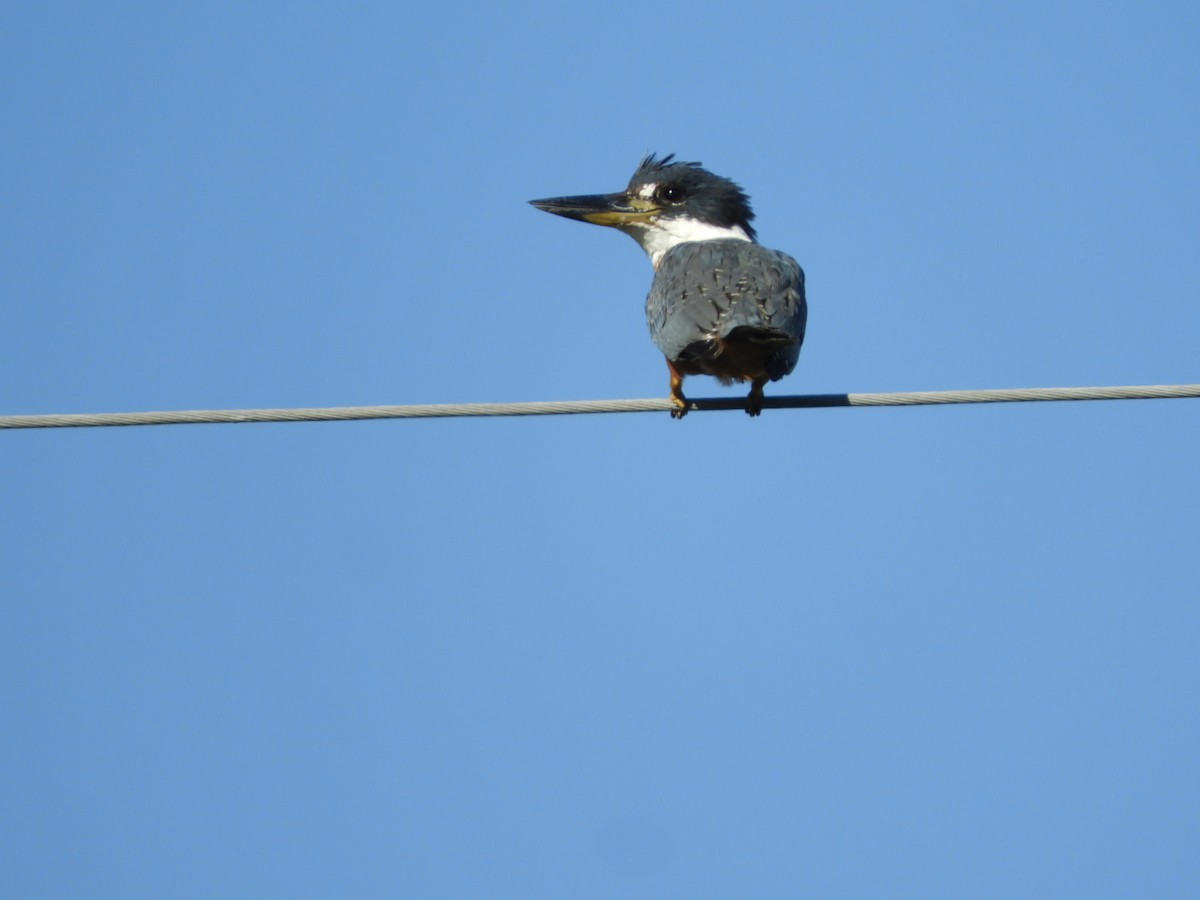 Ringed Kingfisher - ML622624512