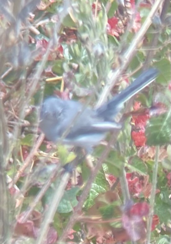 Blue-gray Gnatcatcher - ML622624540