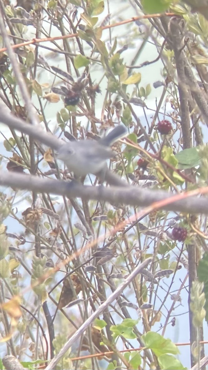 Blue-gray Gnatcatcher - ML622624541