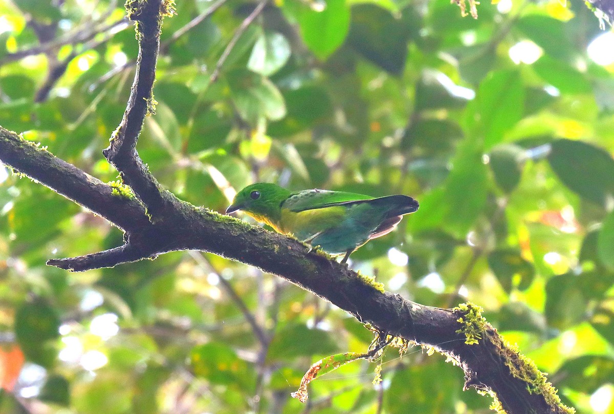 Hose's Broadbill - ML622624567