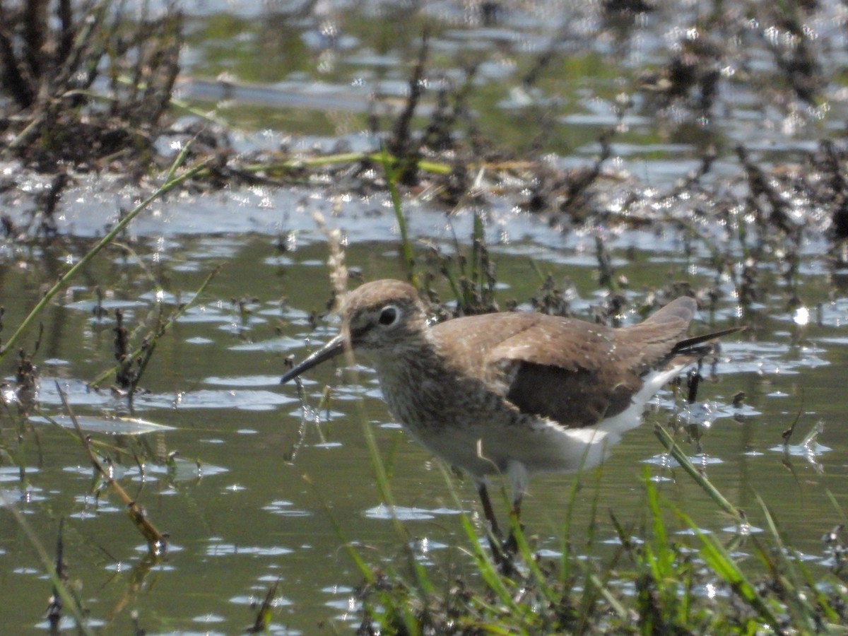 Solitary Sandpiper - ML622624582