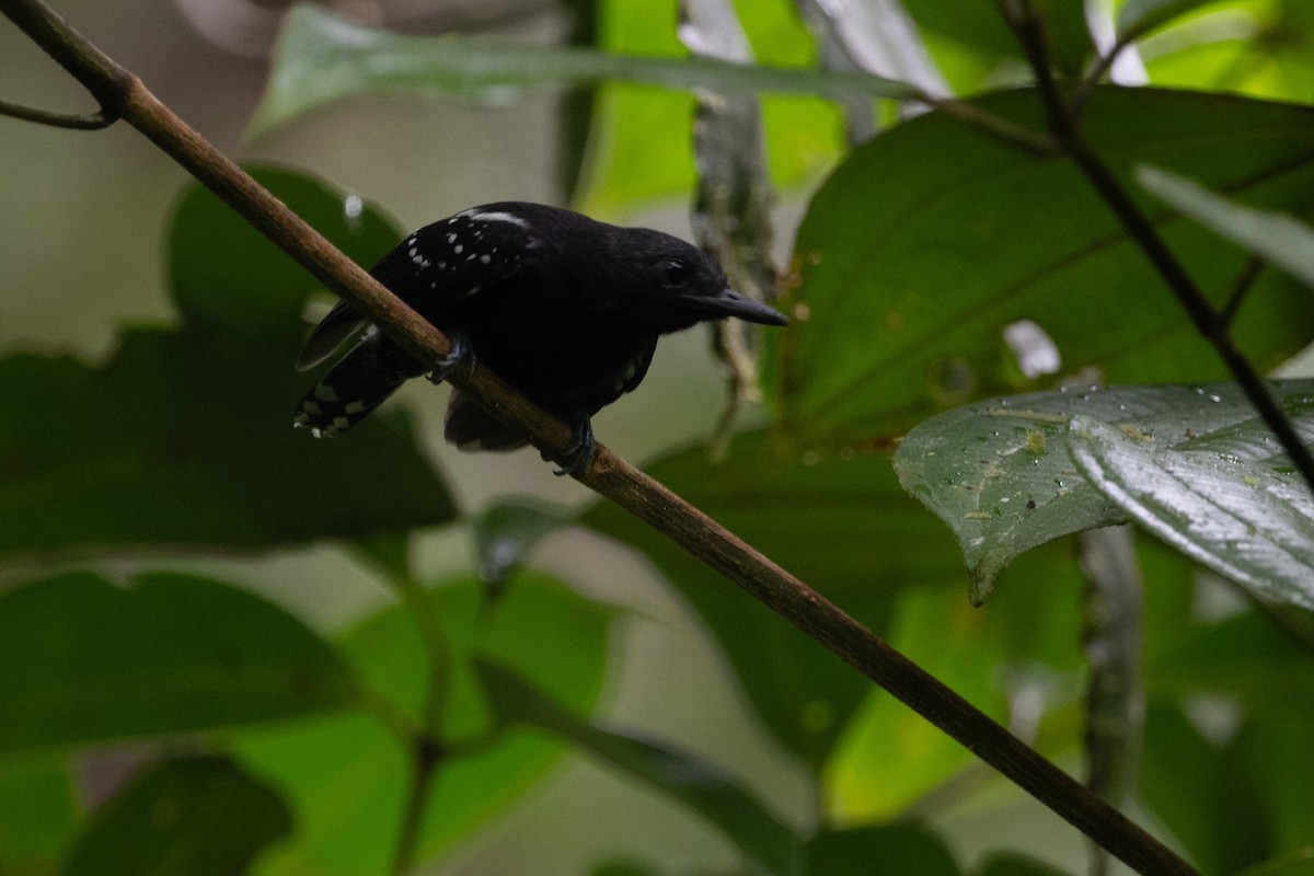 Dot-winged Antwren - Brandon Nidiffer