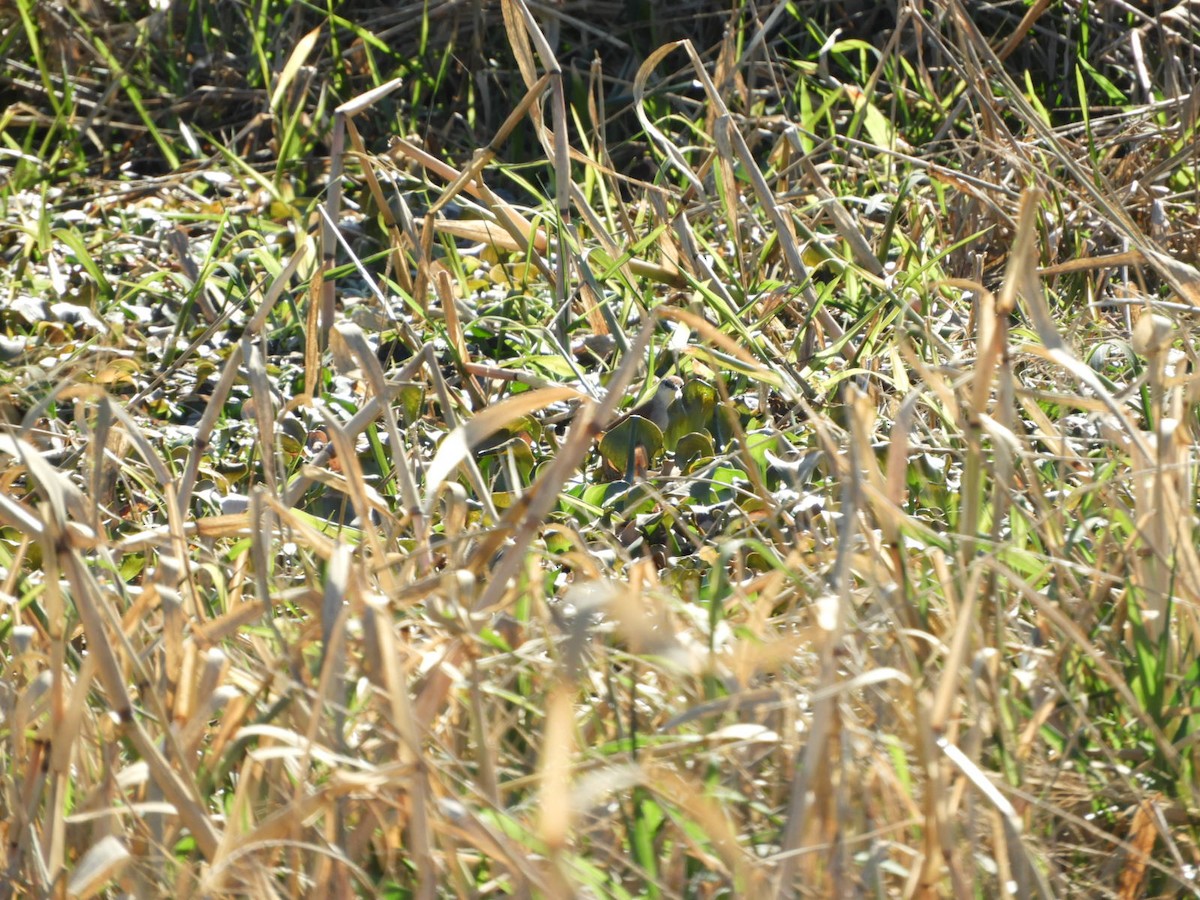 Yellow-chinned Spinetail - ML622624641