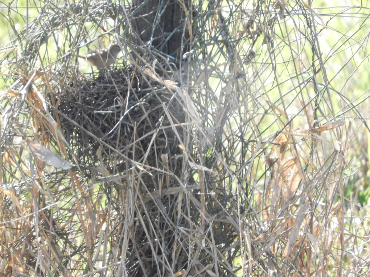 Yellow-chinned Spinetail - ML622624642