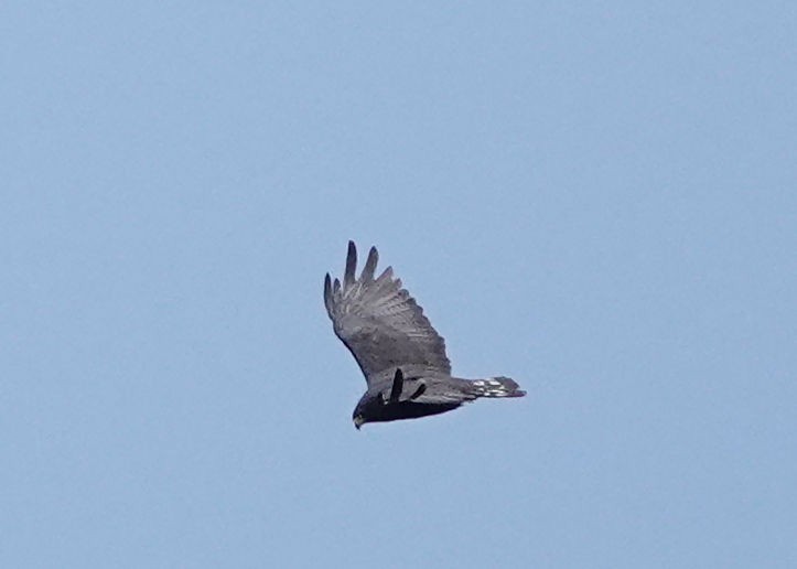 Zone-tailed Hawk - ML622624680