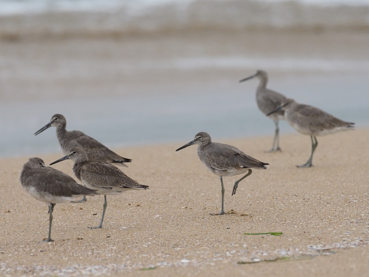 Willet - ML622624699