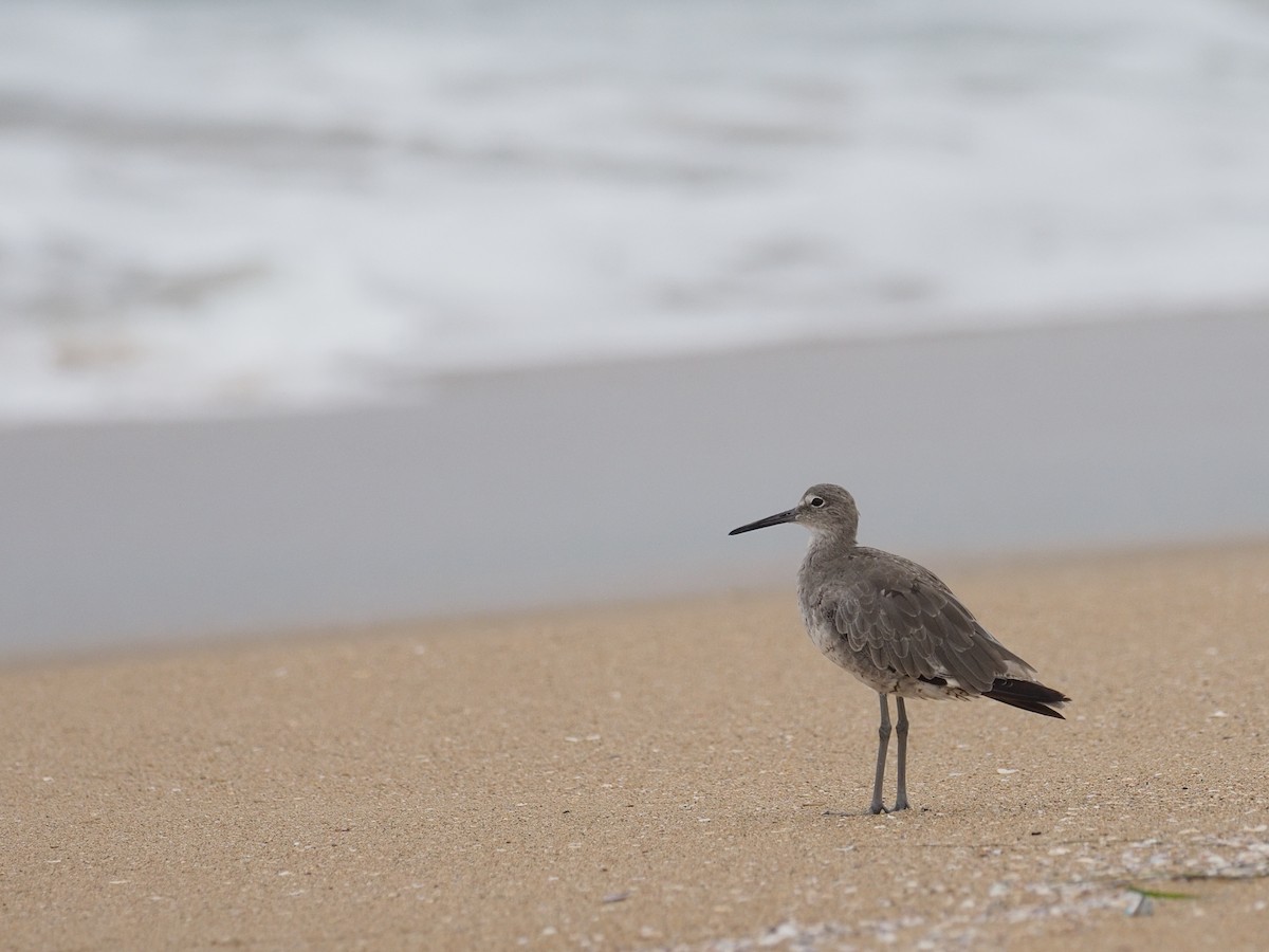 Willet - ML622624703