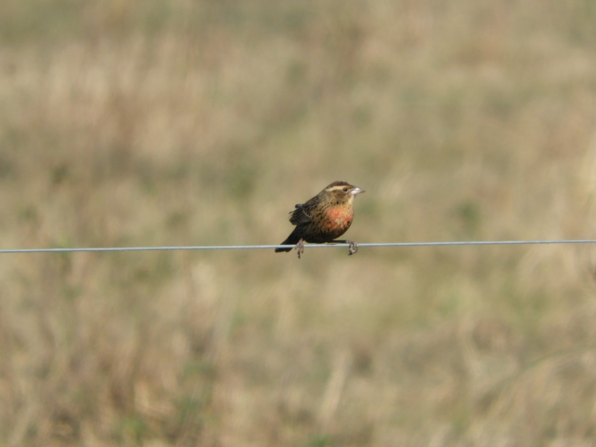 White-browed Meadowlark - ML622624788