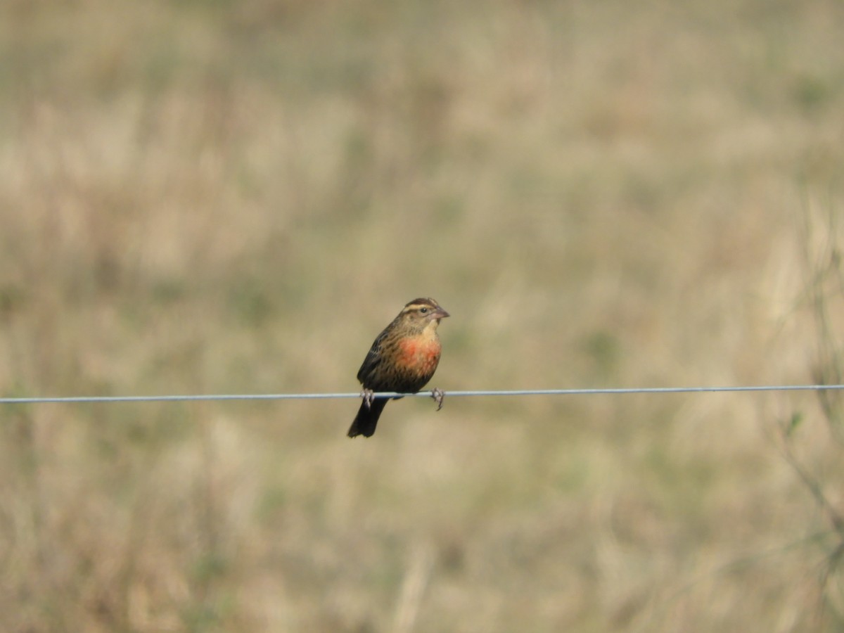 White-browed Meadowlark - ML622624789