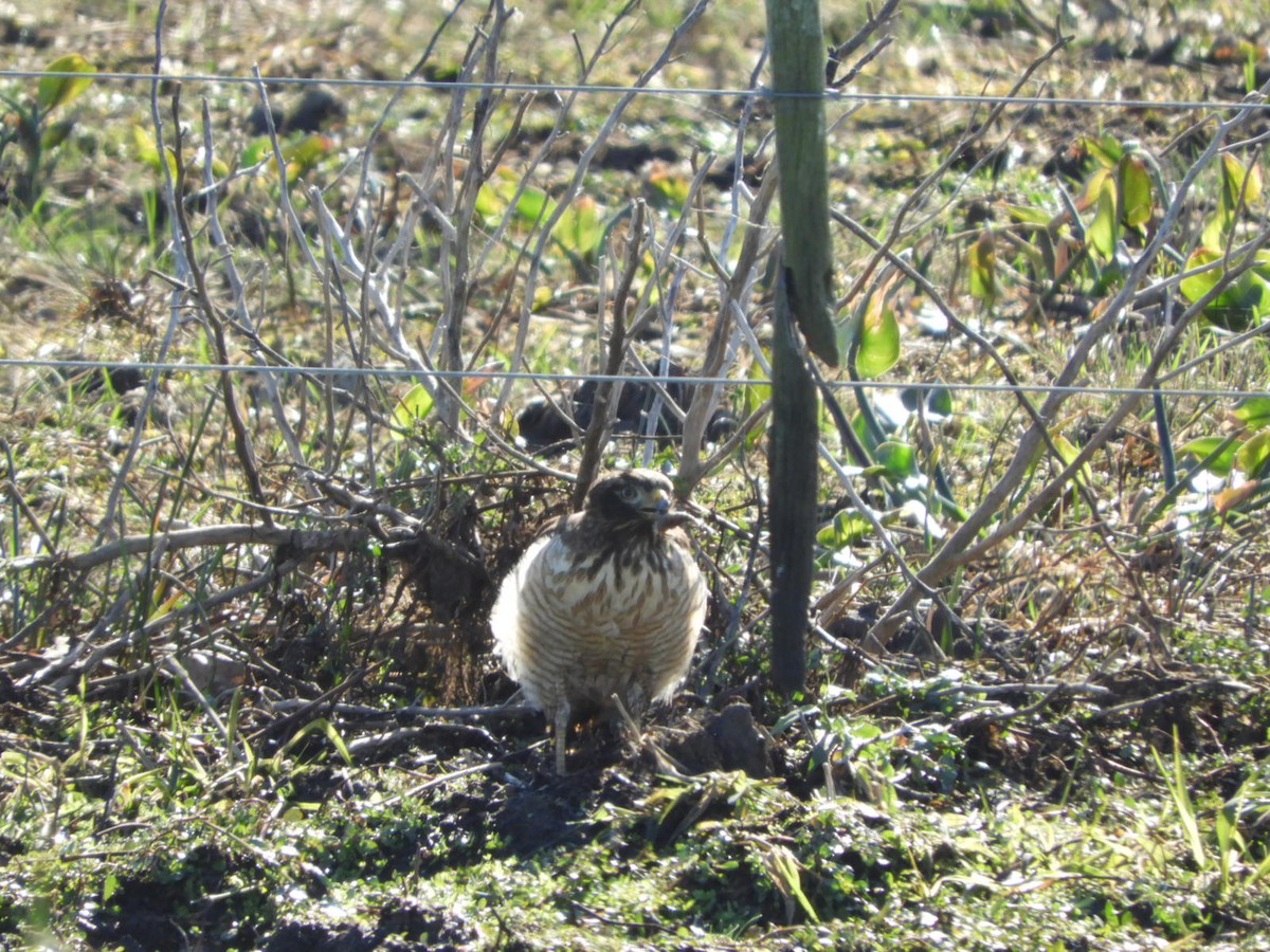 Roadside Hawk - ML622624802