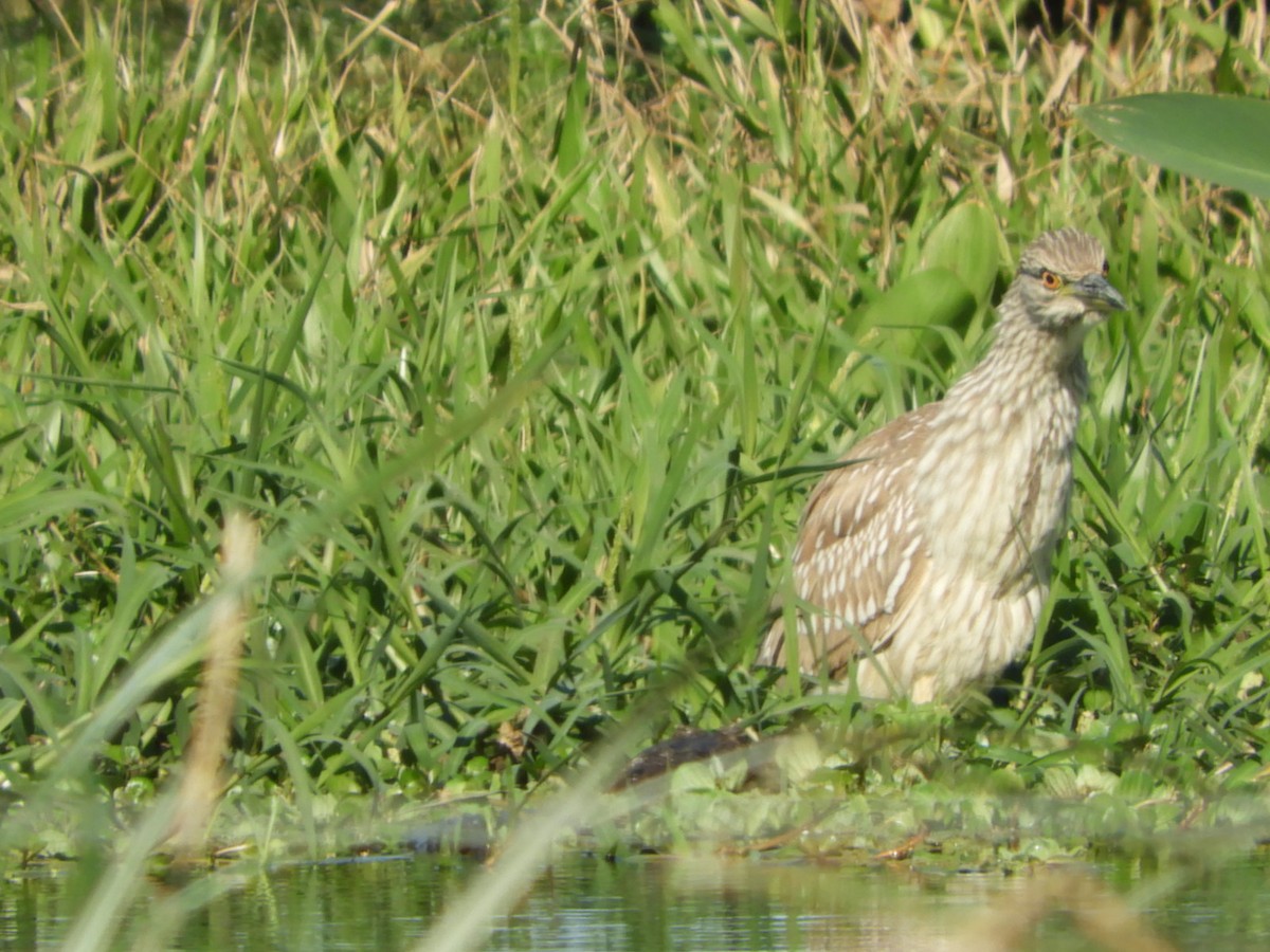 Black-crowned Night Heron - ML622624816