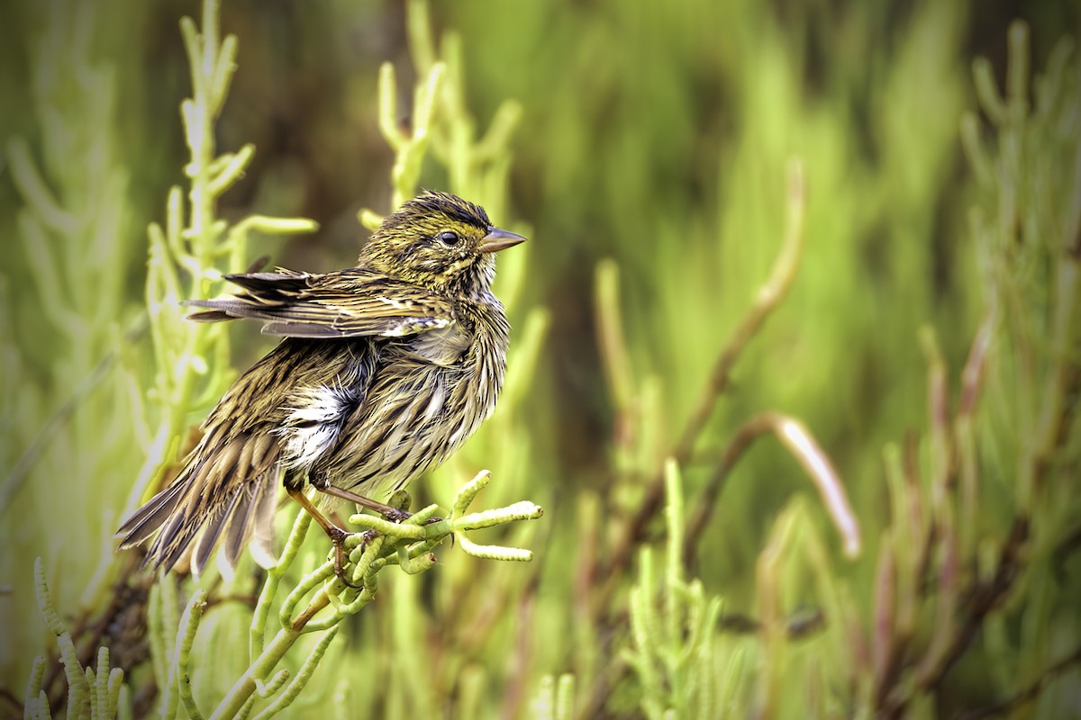 Savannah Sparrow - ML622624820