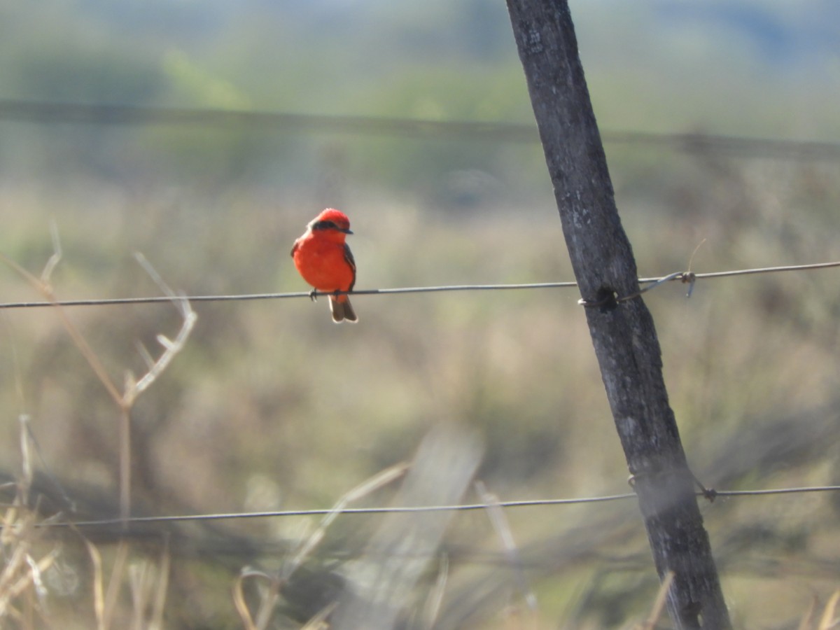 Vermilion Flycatcher - ML622624835