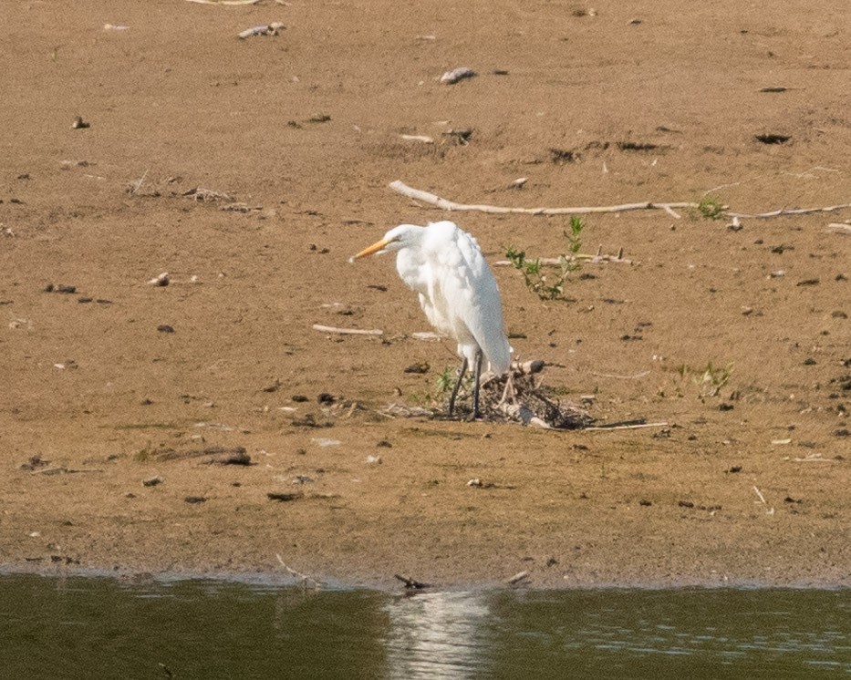 Цасч дэглий - ML622624839