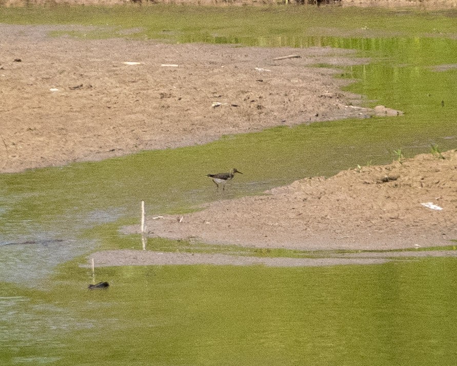 Solitary Sandpiper - ML622624853