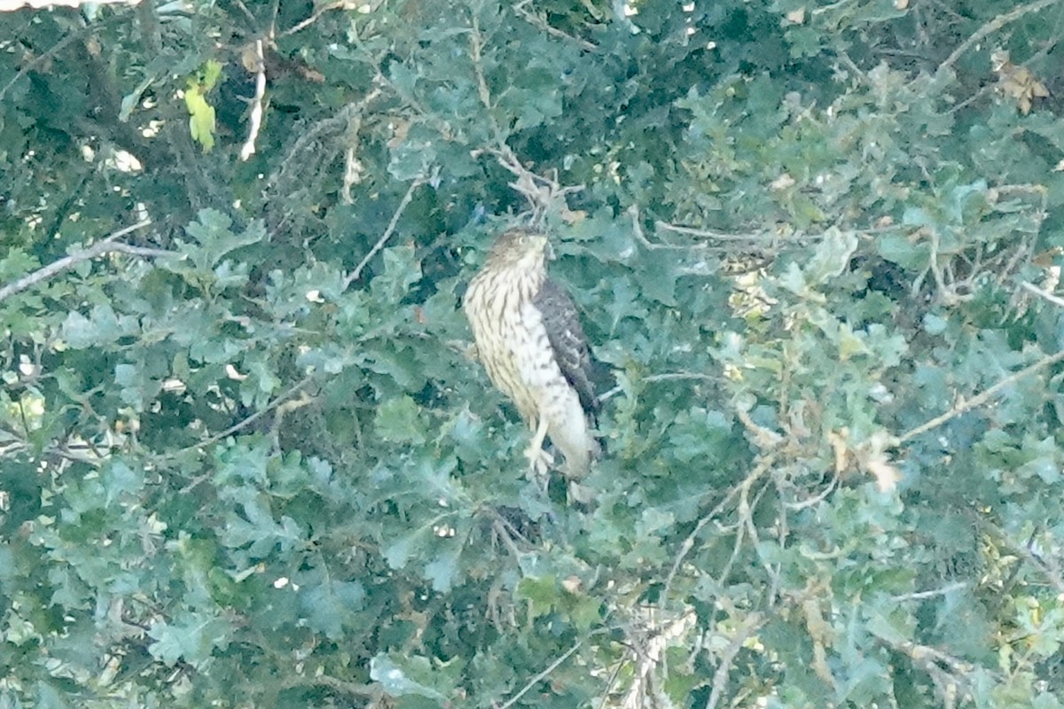 Cooper's Hawk - Bob Greenleaf