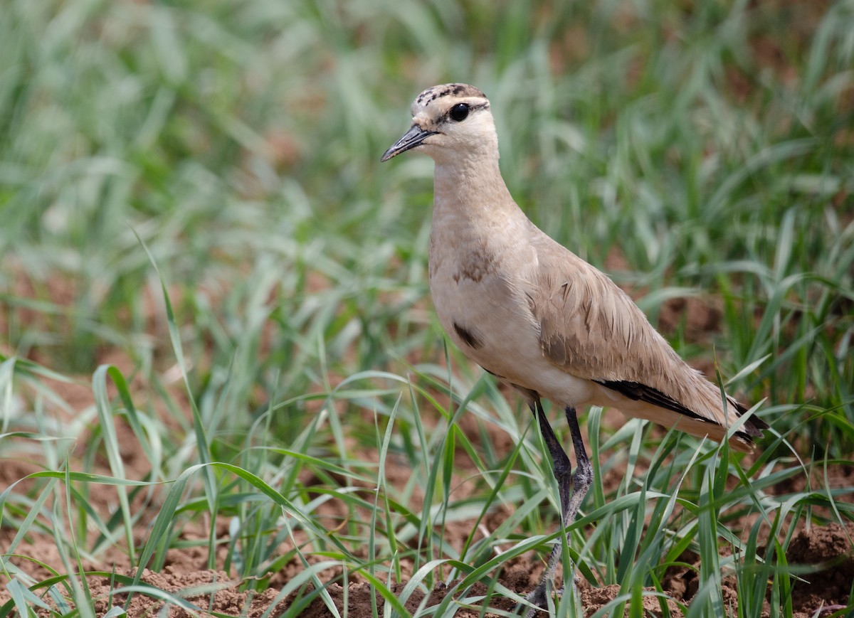 Sociable Lapwing - ML622624878