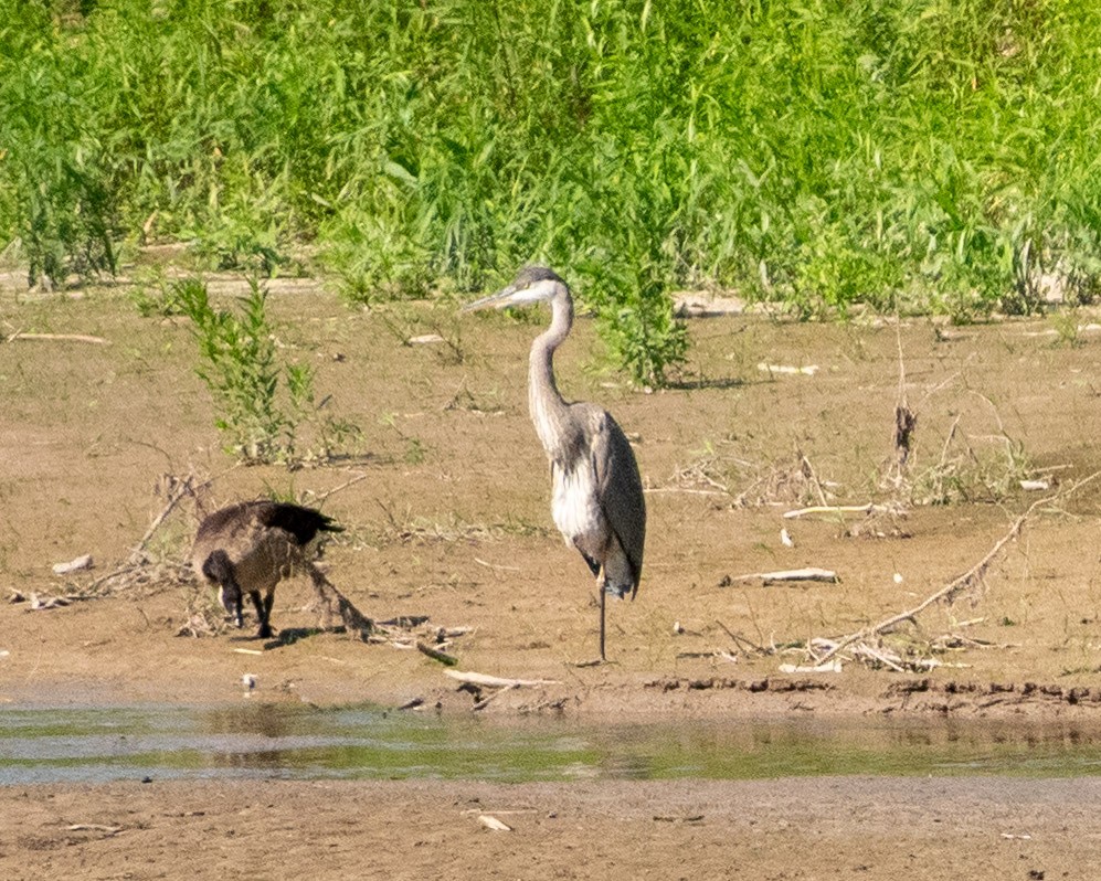 Great Blue Heron - ML622624891