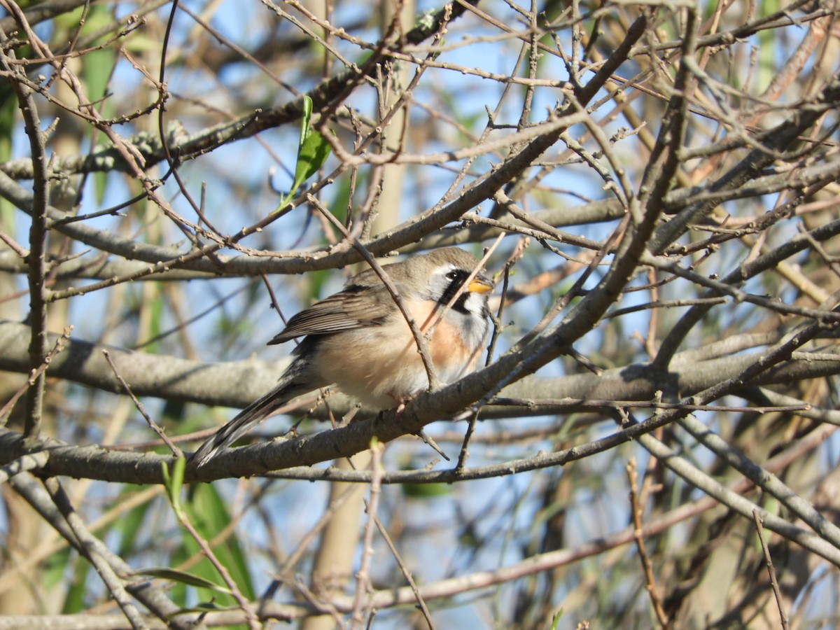 Many-colored Chaco Finch - ML622624899