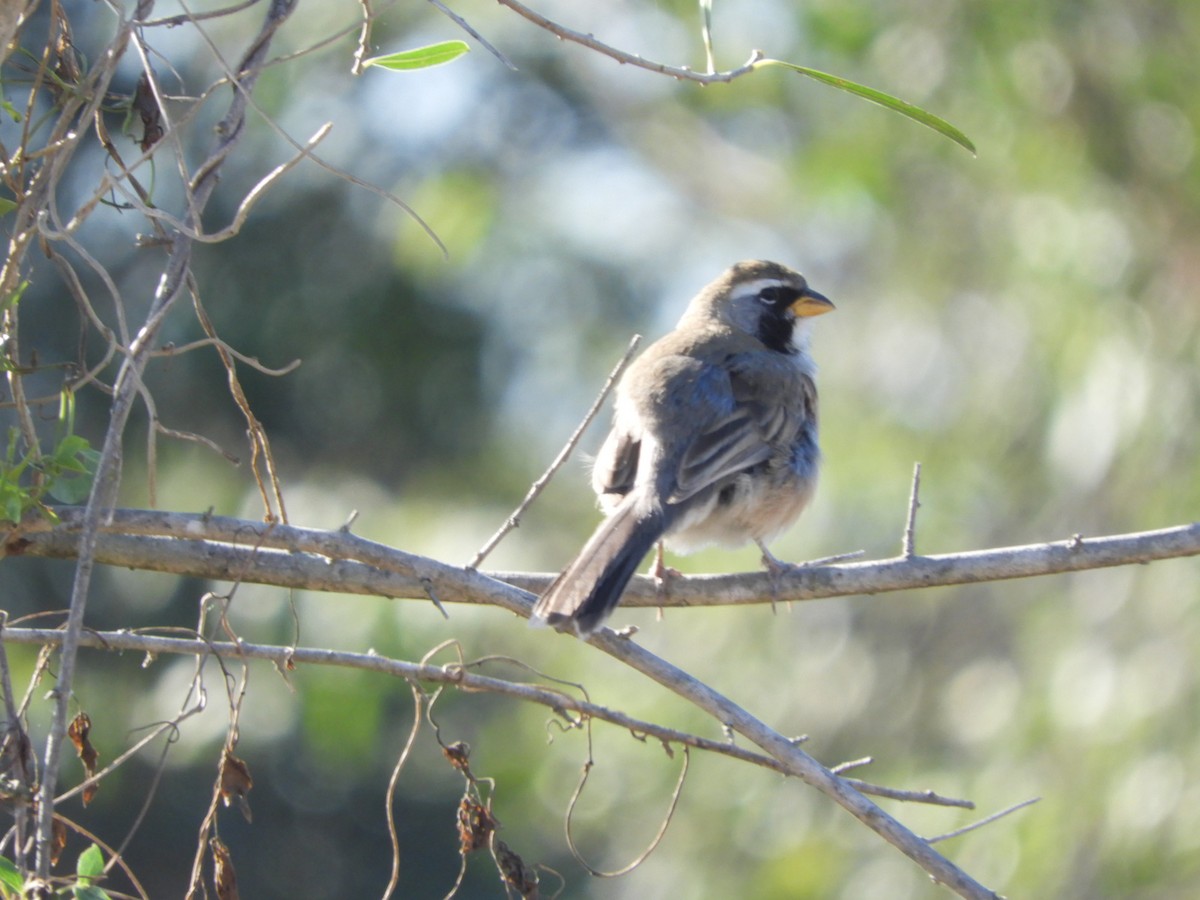 Many-colored Chaco Finch - ML622624900