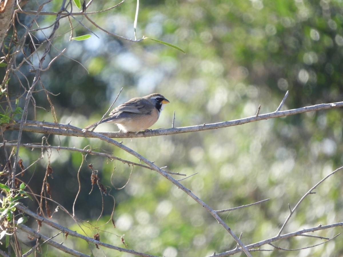 Many-colored Chaco Finch - Silvia Enggist