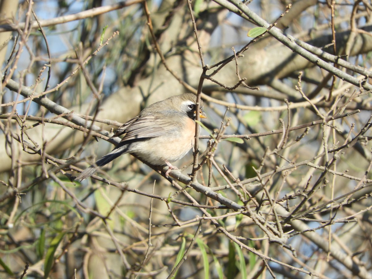 Many-colored Chaco Finch - Silvia Enggist