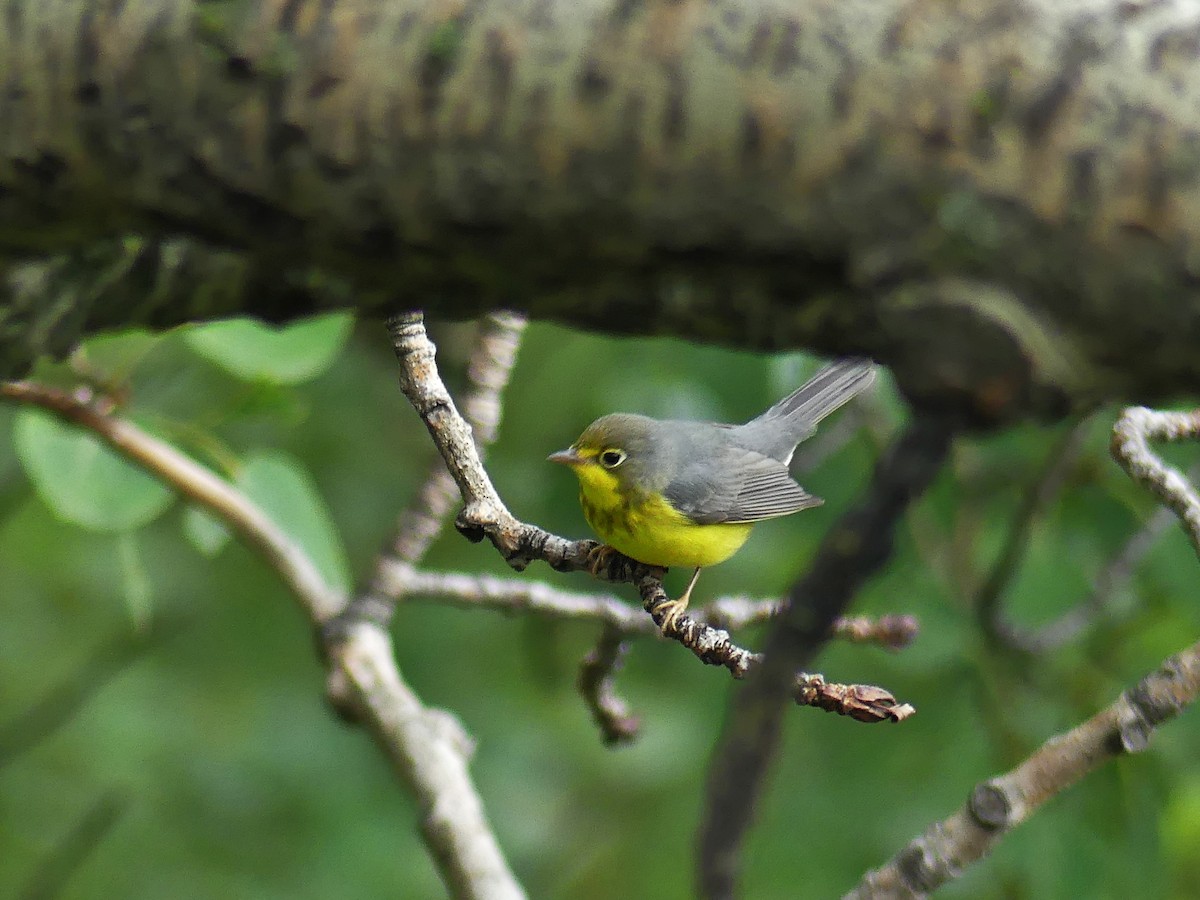 Canada Warbler - ML622624904