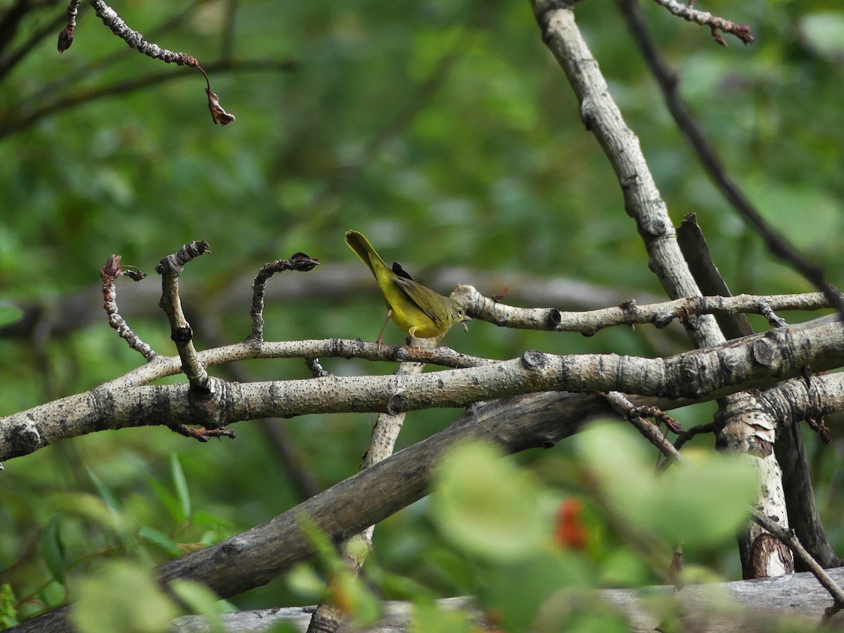 Mourning Warbler - ML622624915