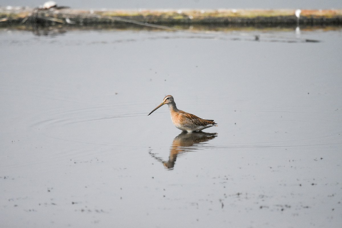 Short-billed Dowitcher - ML622624919