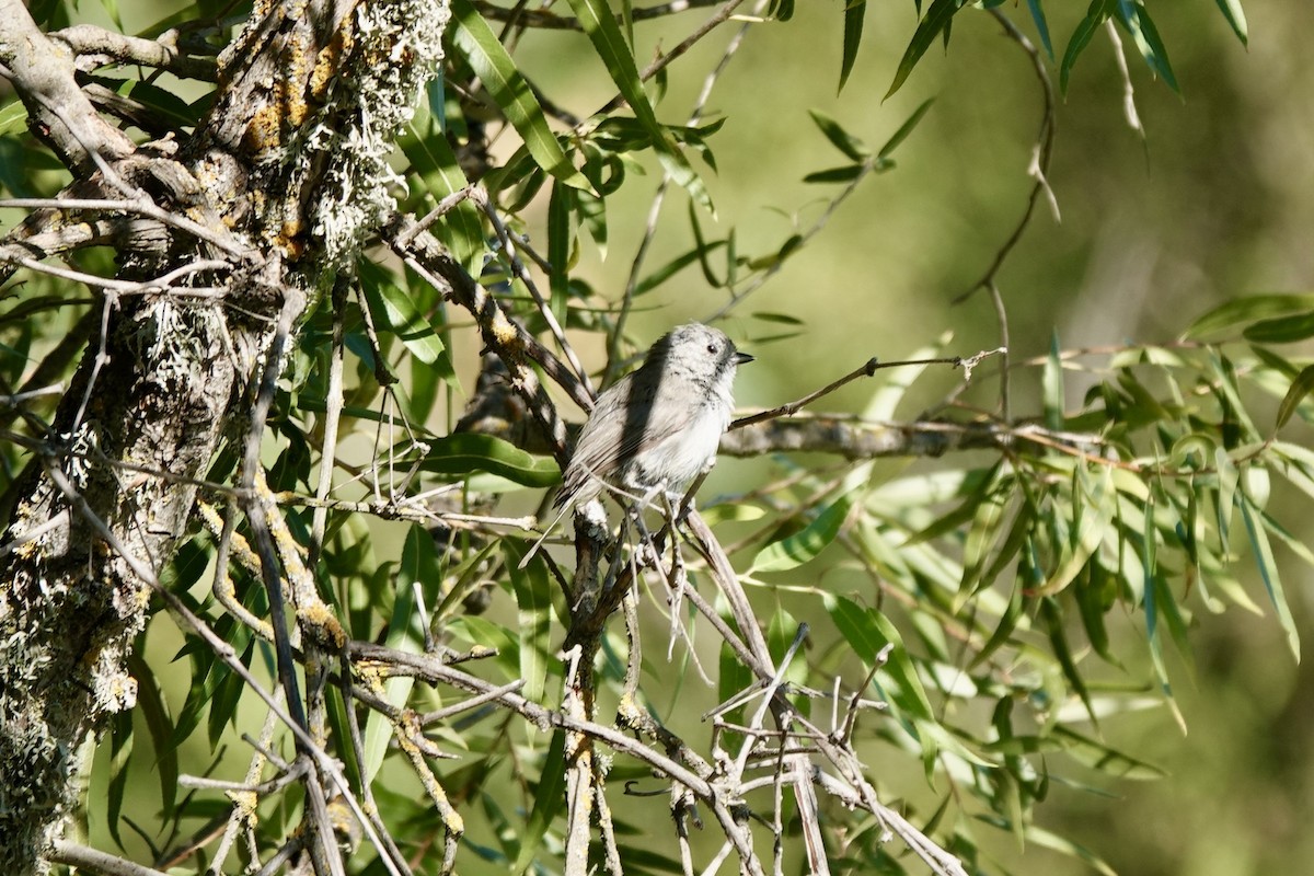 Oak Titmouse - ML622624924