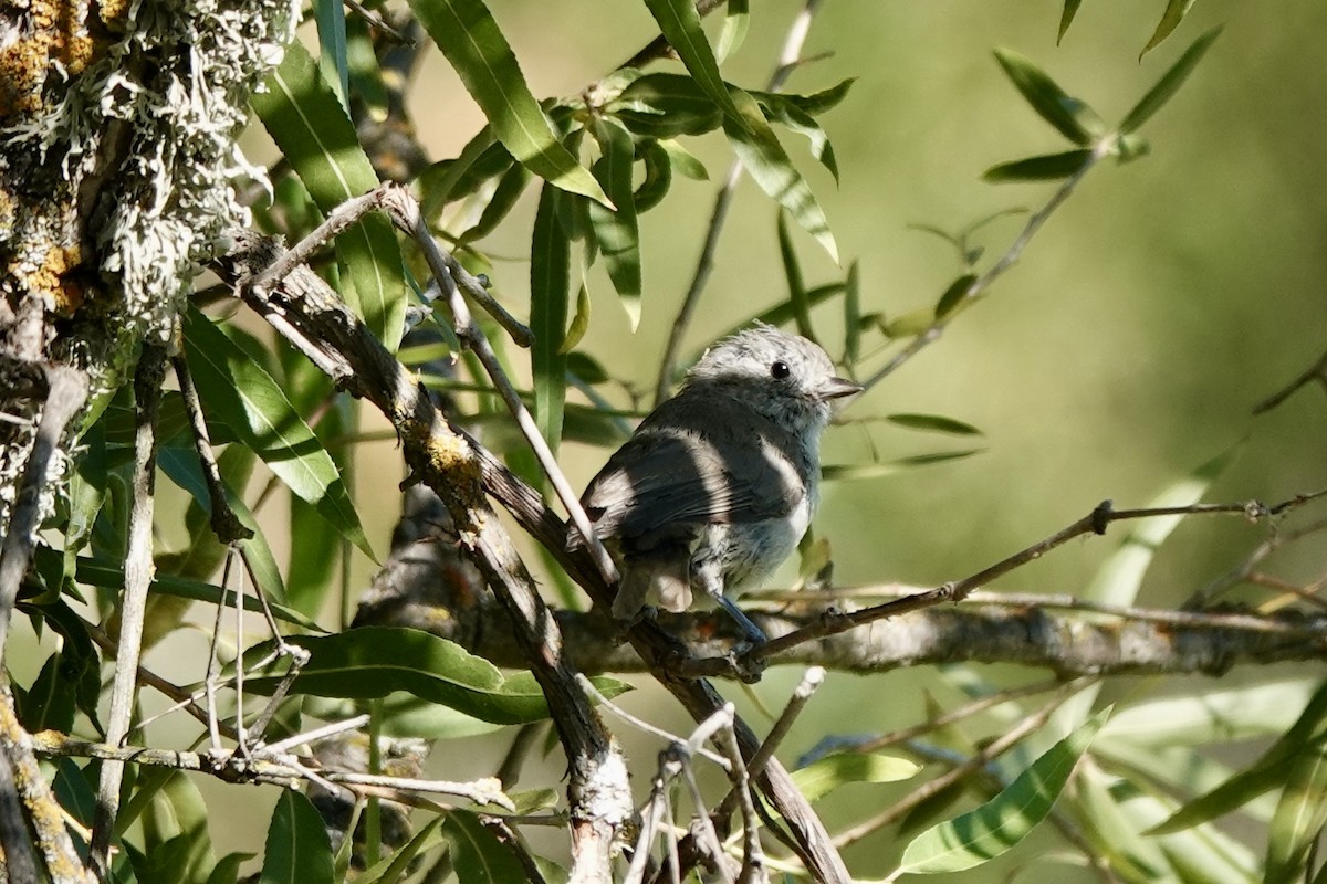 Oak Titmouse - ML622624925