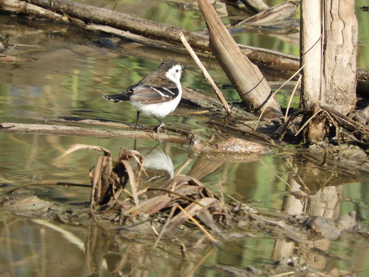 Black-backed Water-Tyrant - ML622624938