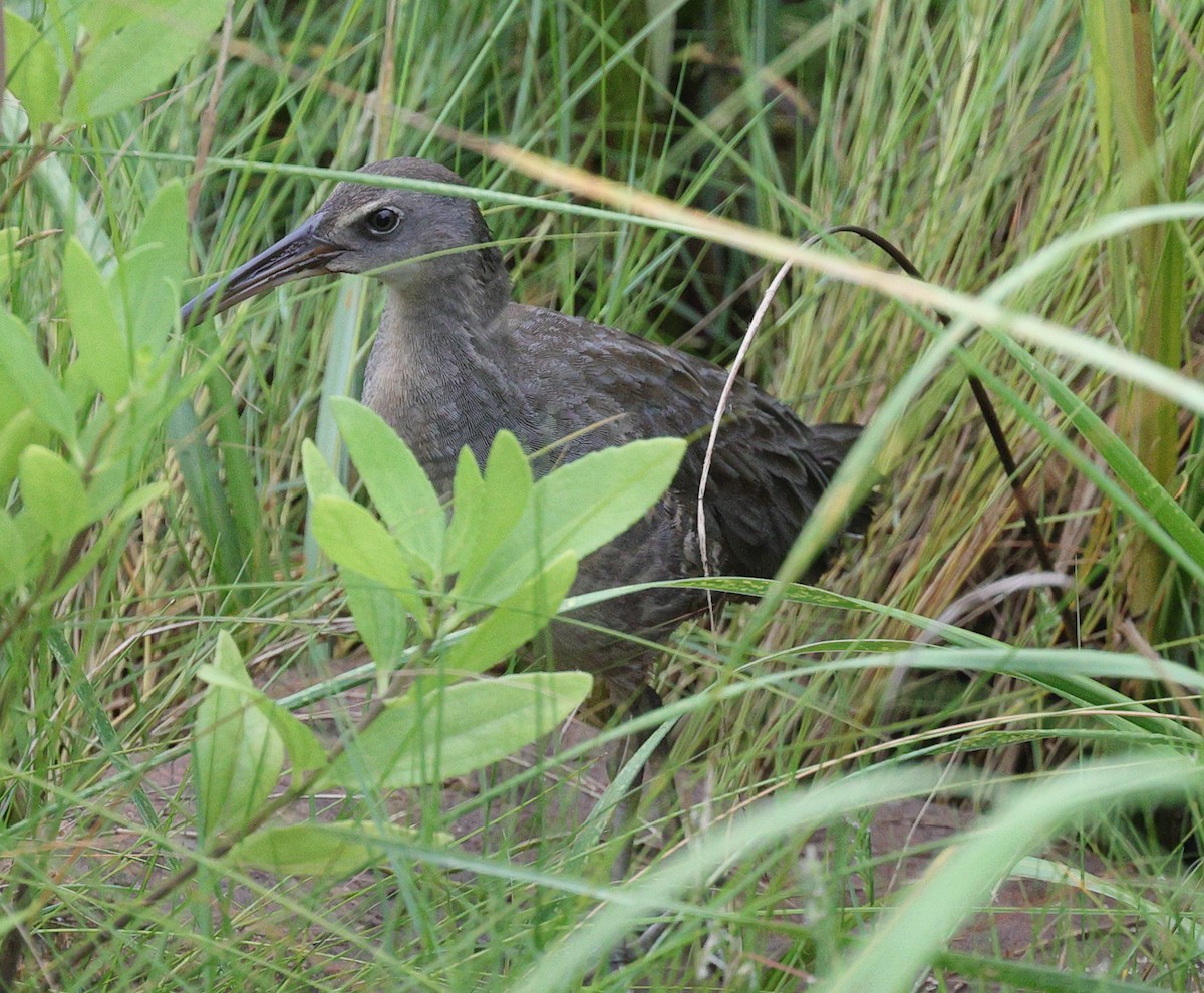 Clapper Rail - ML622624940