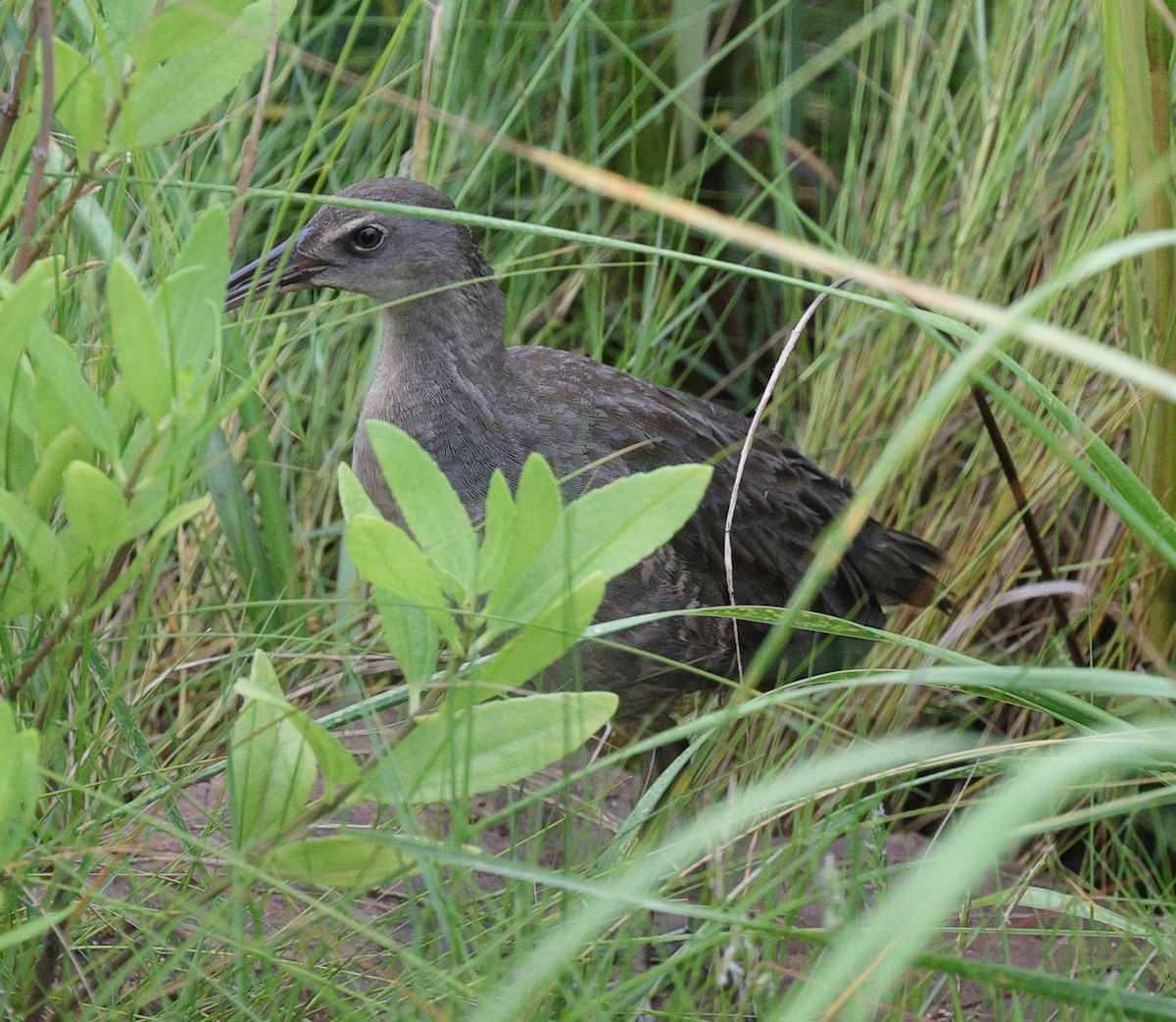 Clapper Rail - Henry Zimberlin