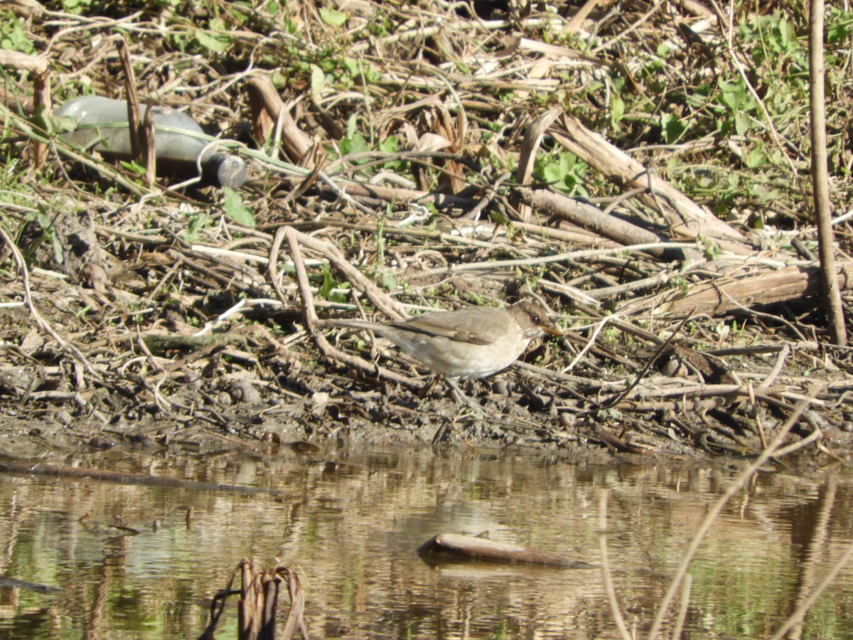 Creamy-bellied Thrush - ML622624953