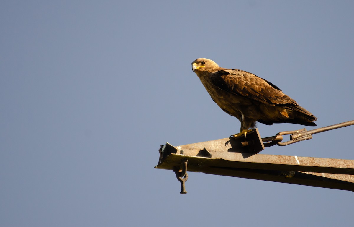 Steppe Eagle - Milosz Cousens