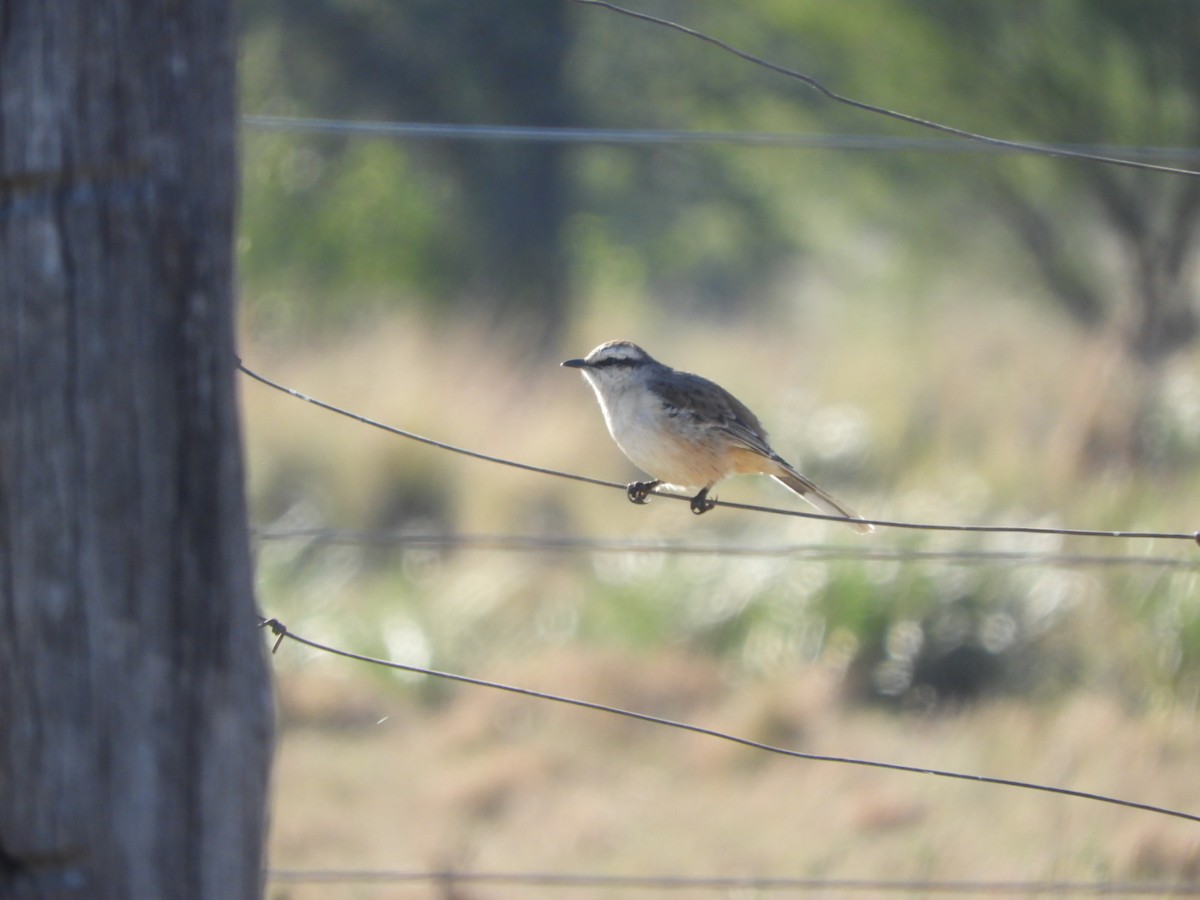 Chalk-browed Mockingbird - ML622624996