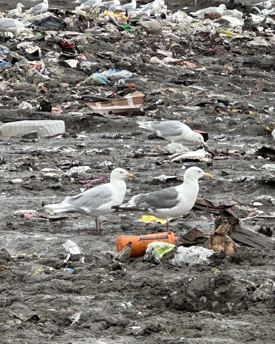 Vega Gull - ML622625004
